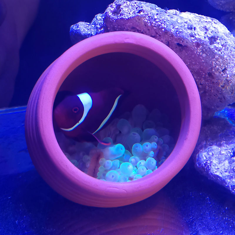 Ceramics Jar Fish Tank Decorat - Hide Cave Ceramic のレビューと価格