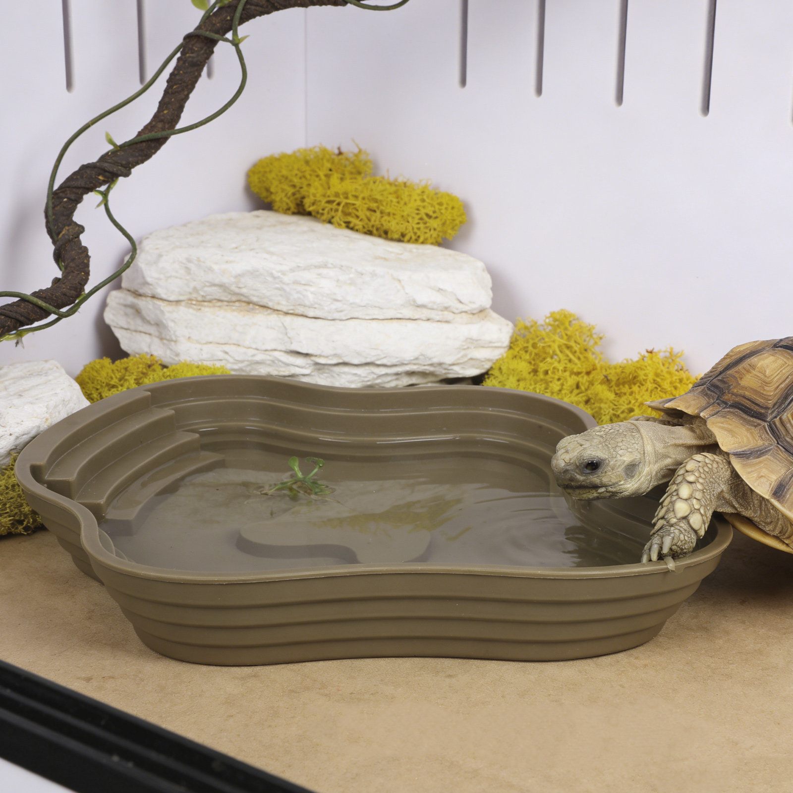 Large Turtle Reptile Bathing P - Water Dish Reptile のレビューと価格