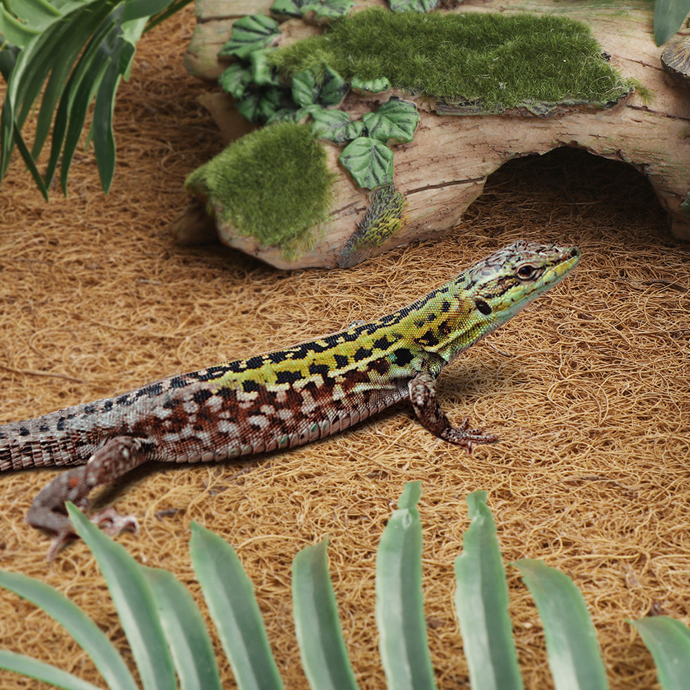 Reptile Terrarium Bedding Subs - Substrate Coconut Fiber のレビューと価格
